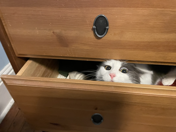 cat sticking head out of dresser drawer